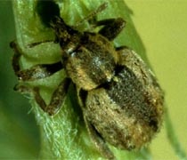 Image of alfalfa weevil adult