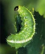 Image of Alfalfa weevil larva