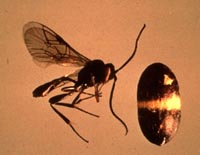 Image of Bathylplectes cucurlionis