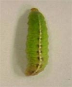 Image of clover leaf weevil larva