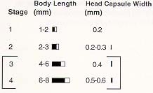 Image of head capsule gauge chart