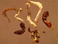 Image of Zoophthora infected larvae