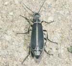 Margined Blister Beetle Adult