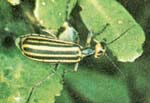 Striped Blister Beetle Adult