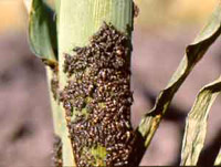 Chinch Bug Nymphs on Corn
