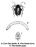 Corn flea beetle adult, larva, and pupa