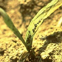 Corn flea beetles on seedling corn plant