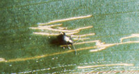 Corn Flea Beetle Adult and Damage to Leaf
