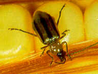 Western Corn Rootworm Adult