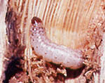 Second-generation European corn borer larva