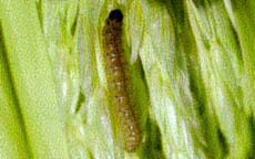 European Corn Borer Larvae