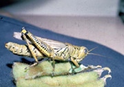 Differential Grasshopper