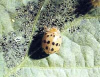 Mexican Bean Beetle Adult
