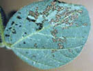 Mexican Bean Beetle Damage to Soybean