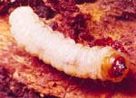Peach Tree Borer Larva