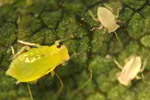 Soybean Aphids on Soybean Leaf in Kendall County