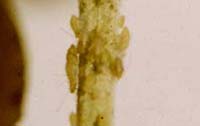 Spotted Alfalfa Aphids on Alfalfa Stem