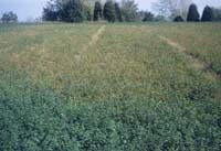 Severe Damage in Alfalfa Field from Spotted Alfalfa Aphid