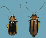 Male and Female Western Corn Rootworm