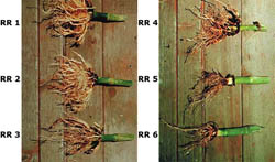 Examples of larval root injury