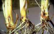 Wireworm Damage to Corn
